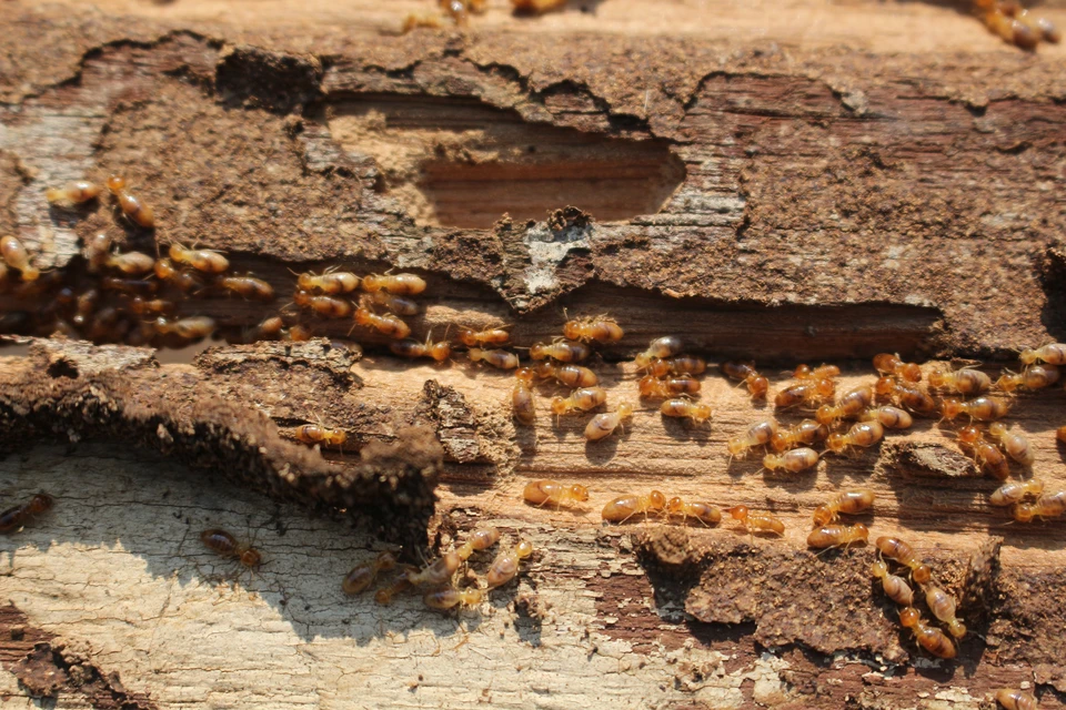 Man removing wood damaged by termite infestation in house